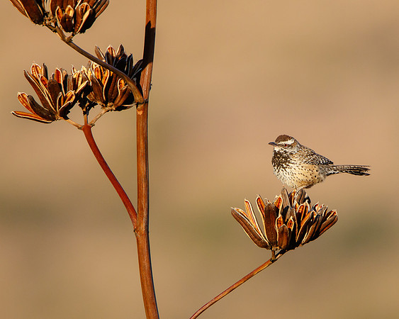 Cactus Wren, perched on Agave flower
