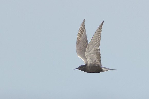 Black Tern