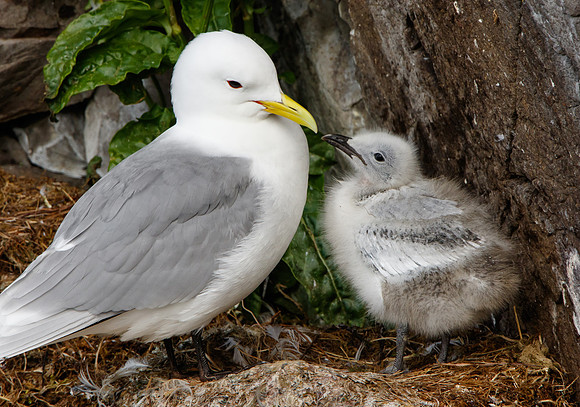 Black-legged Kittiwake and chick