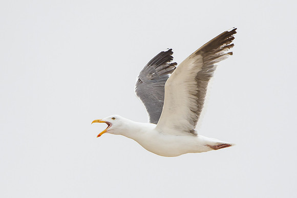 Western Gull