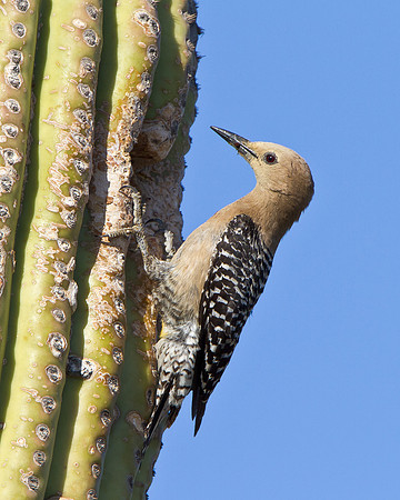 Gila Woodpecker