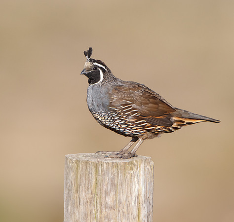 California Quail