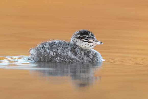 Eared Grebe chick