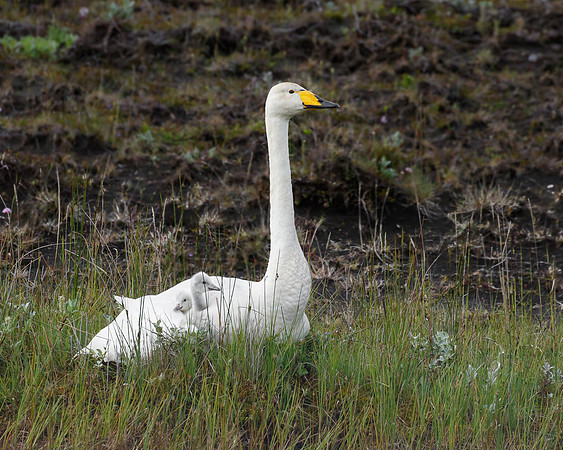 Whooper Swan, with cygnets