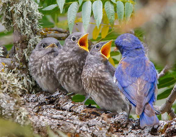 Western Bluebirds, fledglings being fed by parent