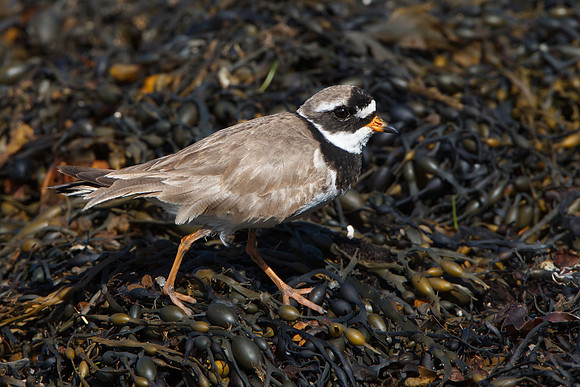 Ringed Plover