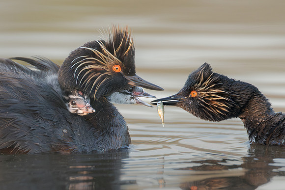 Eared Grebes, parent feeding chick