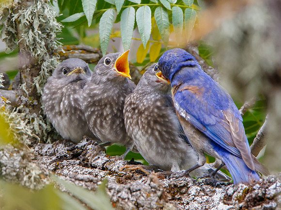 Western Bluebirds, fledglings being fed by parent