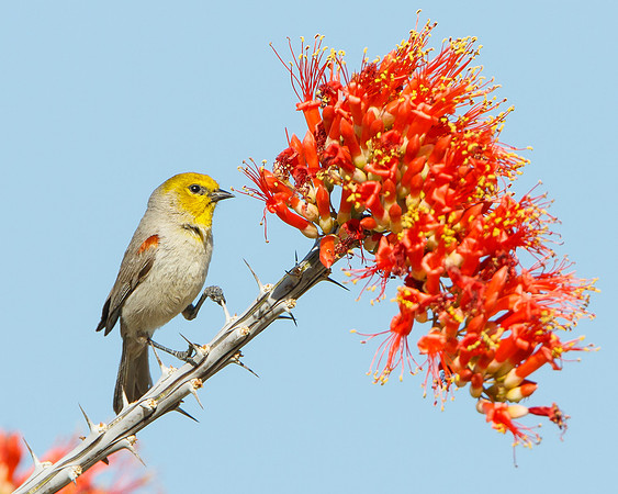 Verdin