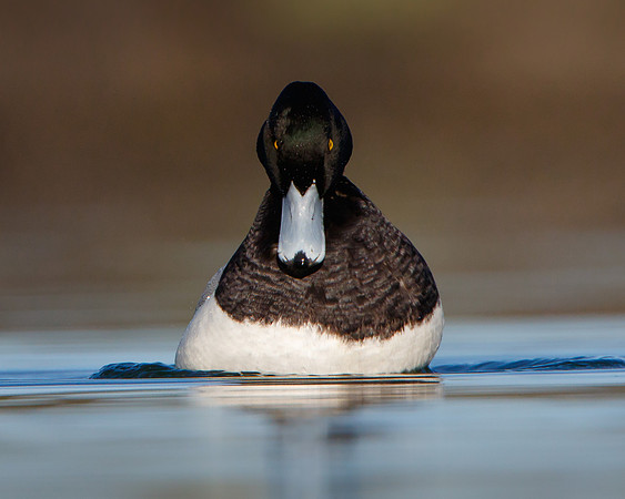 Greater Scaup