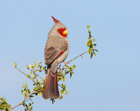 Pyrrhuloxia