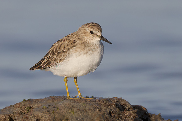 Least Sandpiper