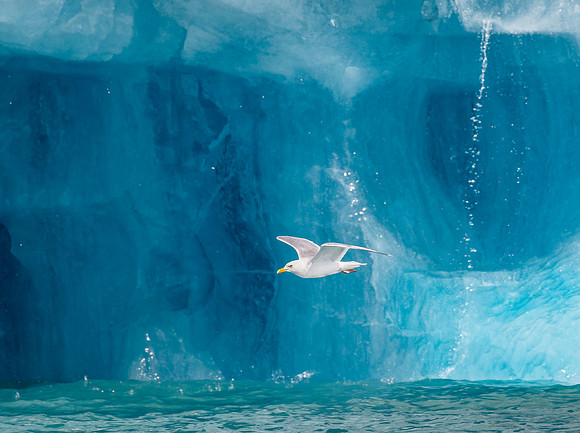 Herring Gull, flying alongside huge chunk of drift ice
