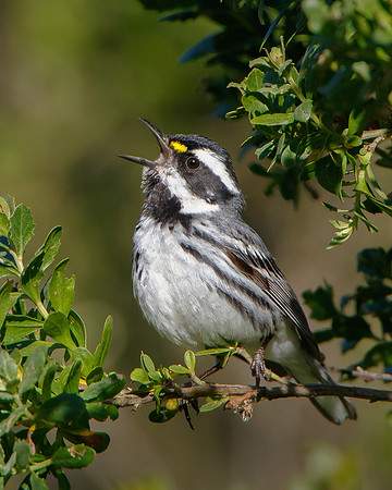 Black-throated Gray Warbler