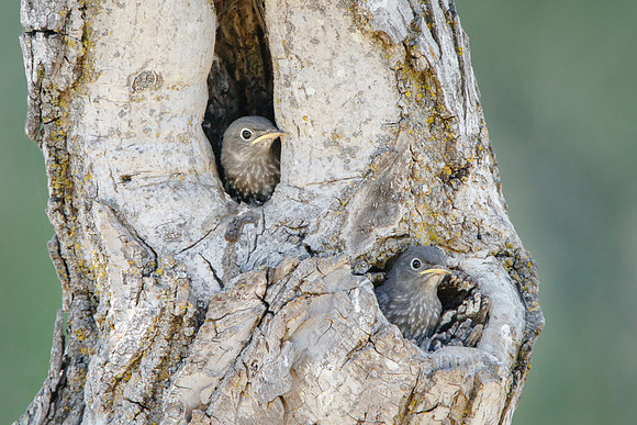 Western Bluebirds; nestlings at dual-entrance nest