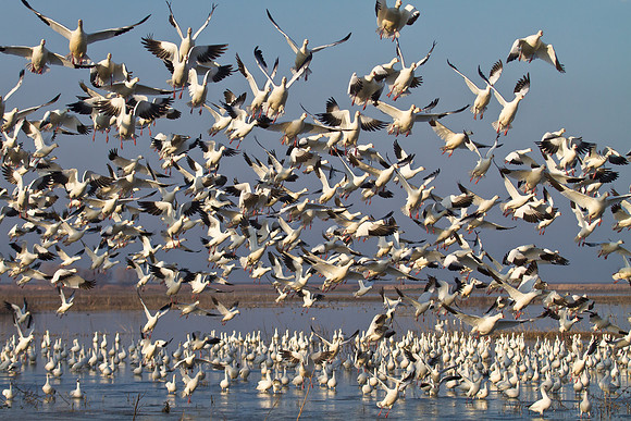 Ross's Goose