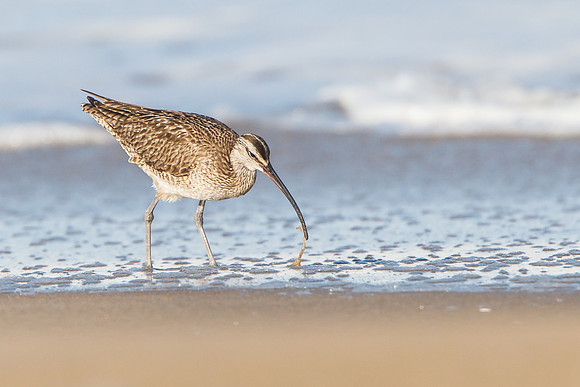 Whimbrel
