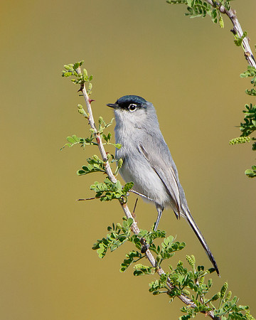 Black-tailed Gnatcatcher
