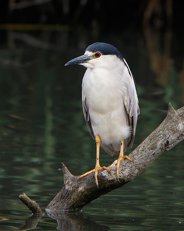 Black-crowned Night Heron