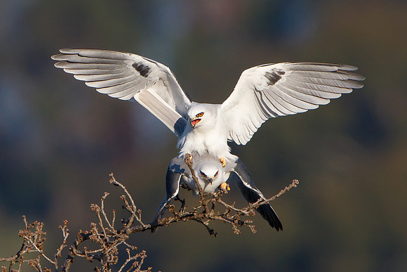 White-tailed Kites, mating