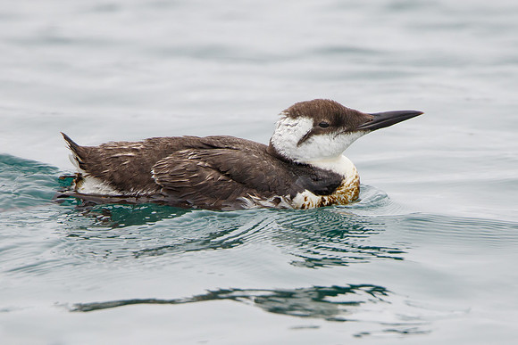 Common Murre