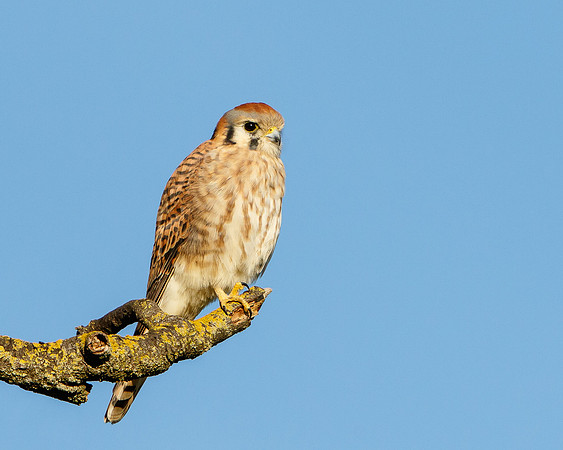 American Kestrel
