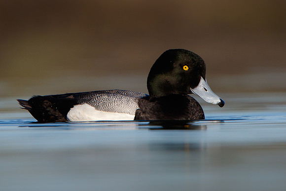 Greater Scaup