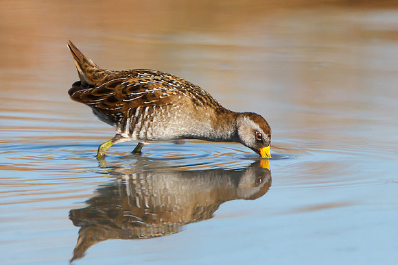 Sora