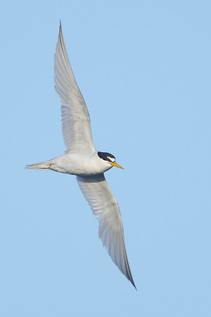 Least Tern