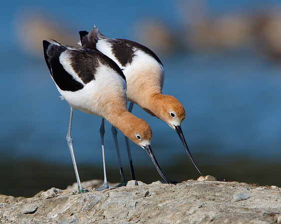 American Avocets