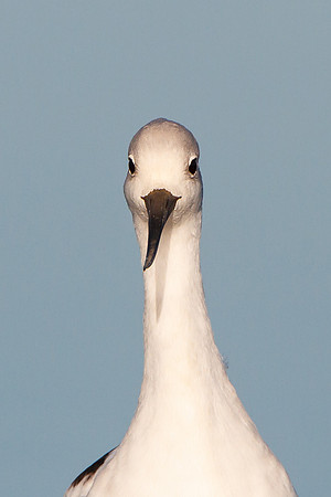 American Avocet, winter plumage