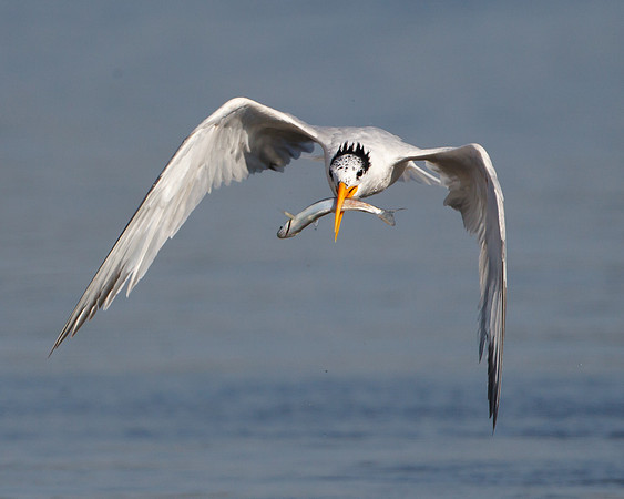 Elegant Tern with fish