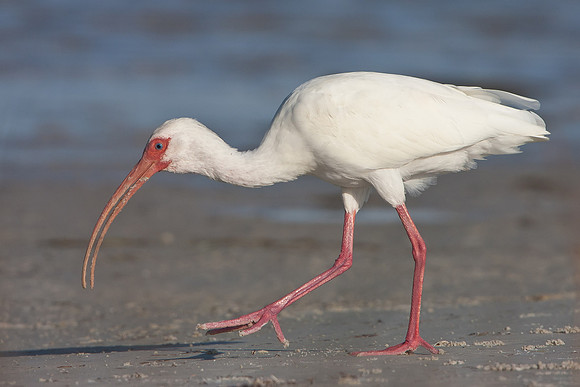 White Ibis