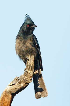 Phainopepla, male