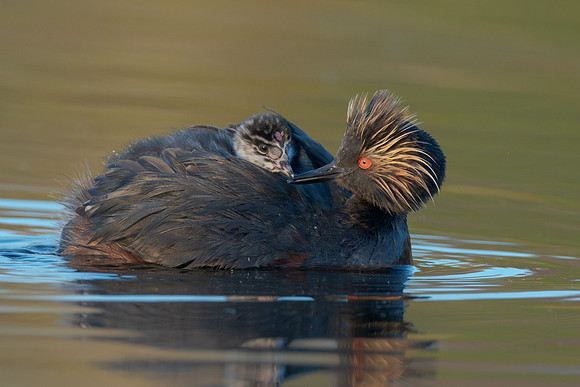 Eared Grebes, parent feeding chick