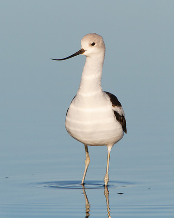American Avocet, winter plumage