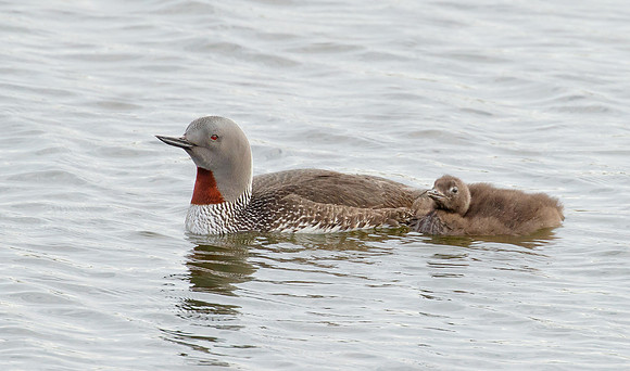 Red-throated Loon, with chick
