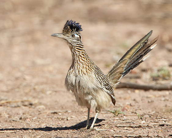 Greater Roadrunner