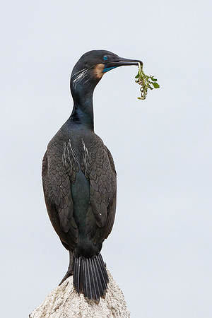 Brandt's Cormorant, with nest material
