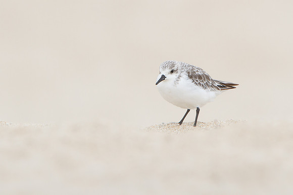 Sanderling on sandy beach in winter plumage