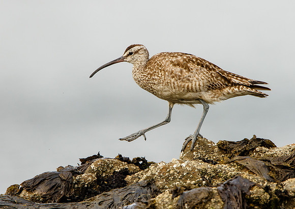 Whimbrel