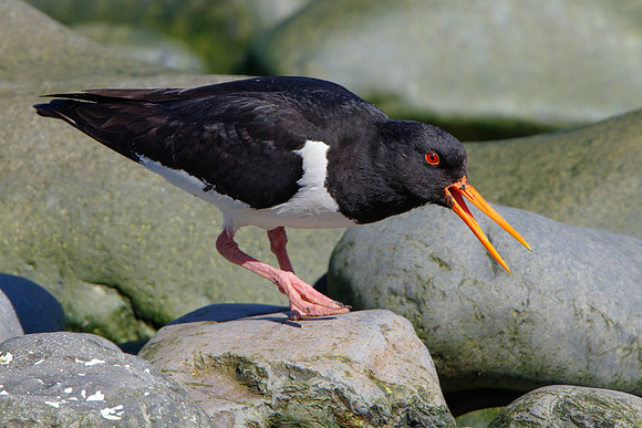 Eurasian Oystercatcher