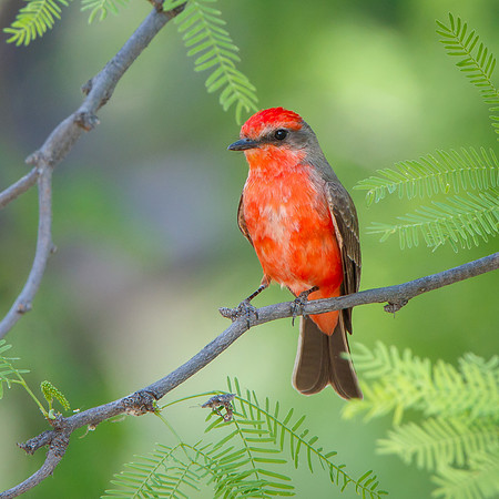 Vermilion Flycatcher, male