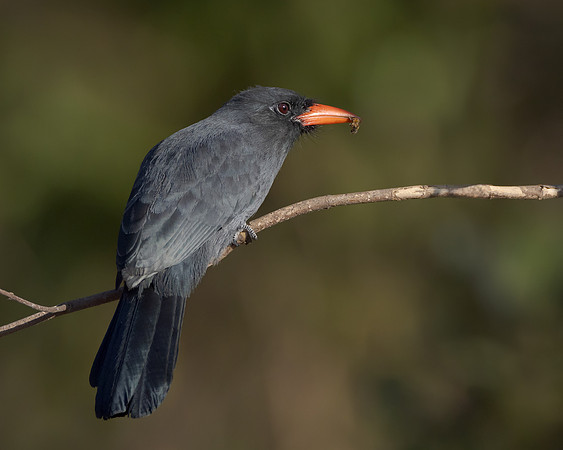 Black-fronted Nunbird