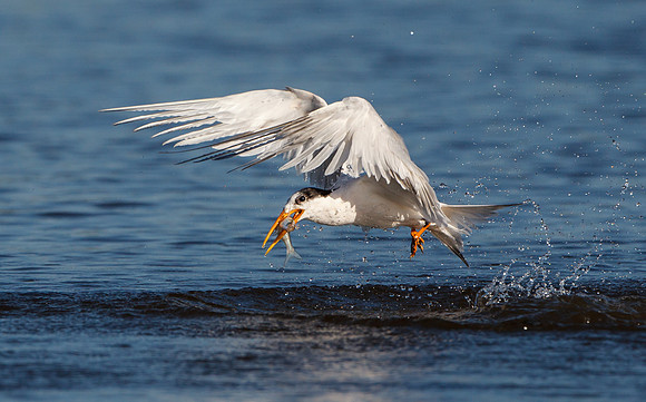 Elegant Tern