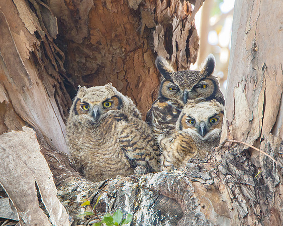 Great Horned Owl familly