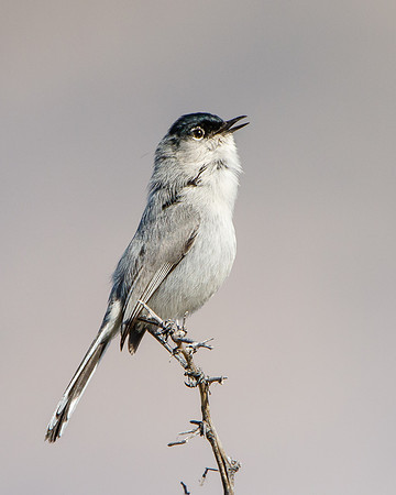Black-tailed Gnatcatcher