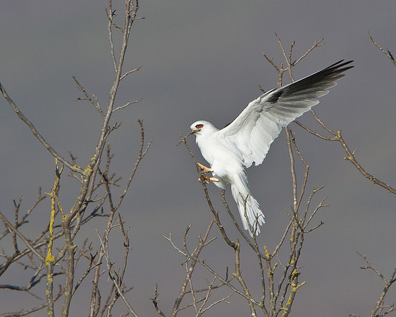 White-tailed Kite, collecting nest material