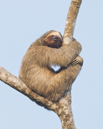 Here is Steve's photo of the Three-toed Sloth seen as a small lump in the previous photo. The sloth has changed position and might be sleeping.