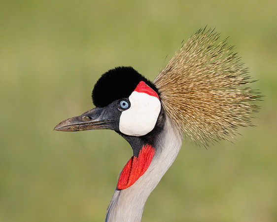 Grey Crowned Crane